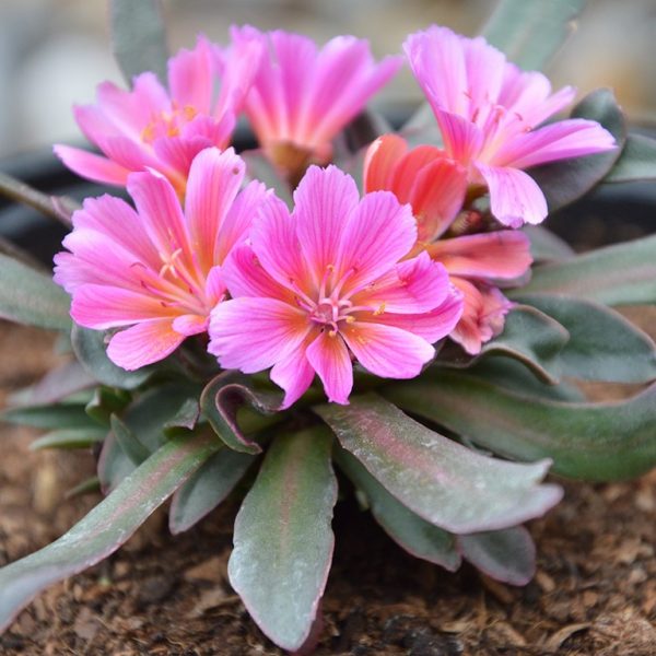 Lewisia 'Little Raspberry'