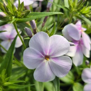 Phlox 'Opening Act Pink-a-Dot'