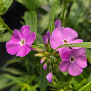Phlox 'Opening Act Ultrapink'