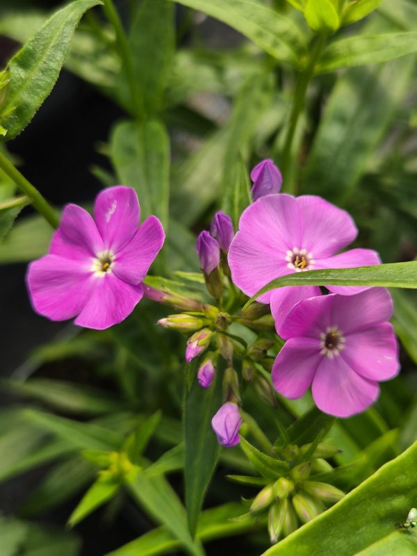 Phlox 'Opening Act Ultrapink' Phlox 'Opening Act Ultrapink'