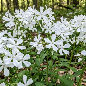 Phlox divaricata 'White Perfume'