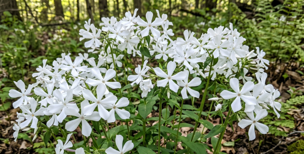 Phlox divaricata 'White Perfume' Phlox divaricata 'White Perfume'