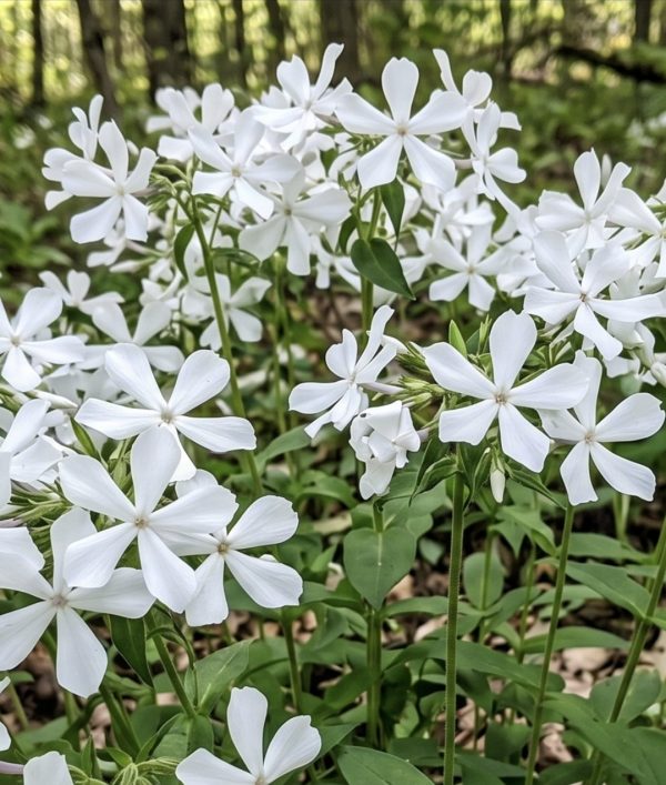 Phlox divaricata 'White Perfume'2 Phlox divaricata 'White Perfume'
