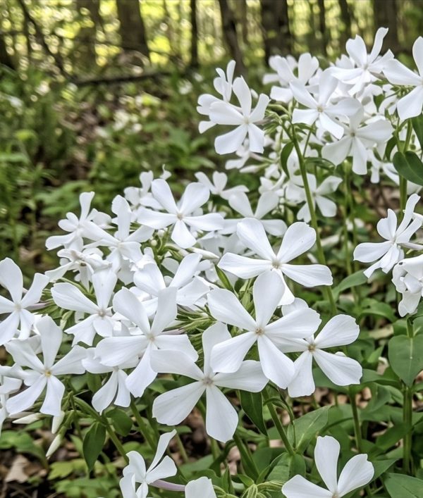Phlox divaricata 'White Perfume'3 Phlox divaricata 'White Perfume'