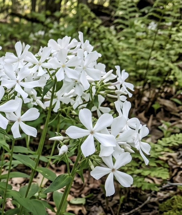 Phlox divaricata 'White Perfume'4 Phlox divaricata 'White Perfume'