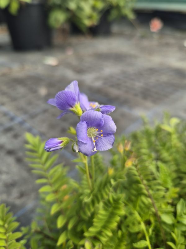 Polemonium 'Northern Lights' Polemonium 'Northern Lights'