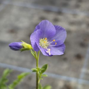 Polemonium 'Northern Lights'