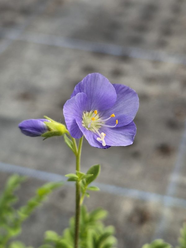 Polemonium 'Northern Lights'2 Polemonium 'Northern Lights'