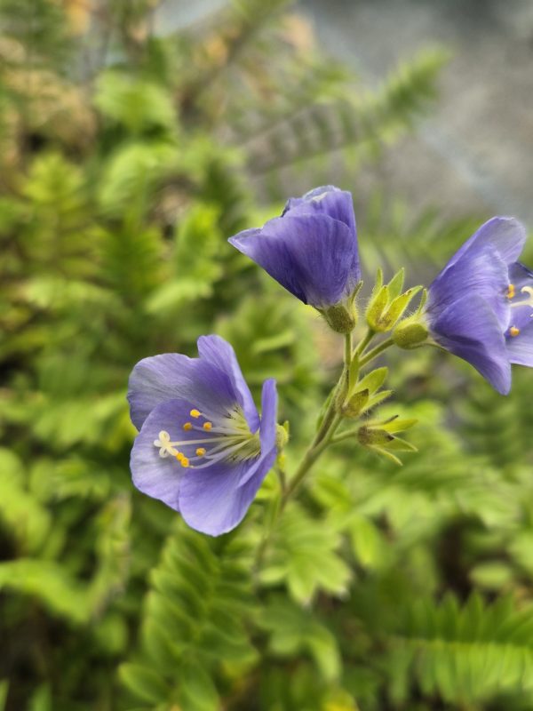 Polemonium 'Northern Lights'4 Polemonium 'Northern Lights'