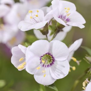 Polemonium 'Violet Heart'