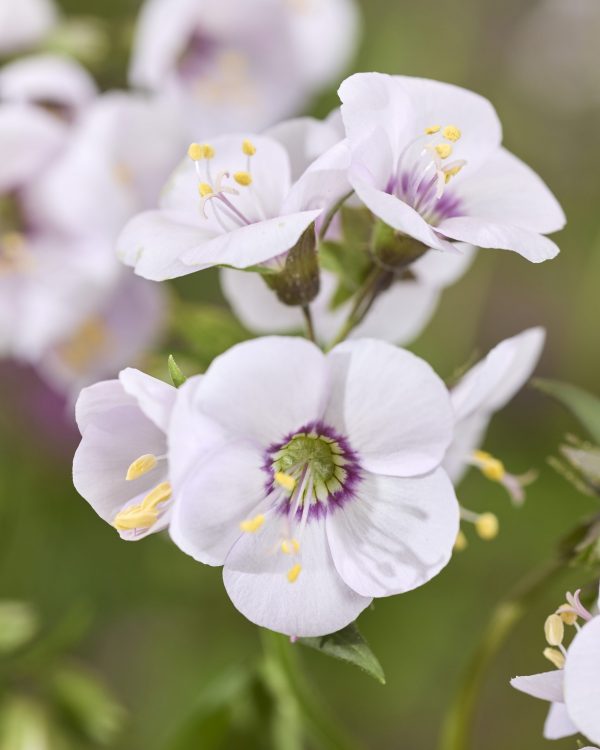 Polemonium Violet Eye Polemonium 'Violet Heart'