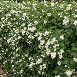 Symphoricarpos × doorenbosii 'White Hedge'