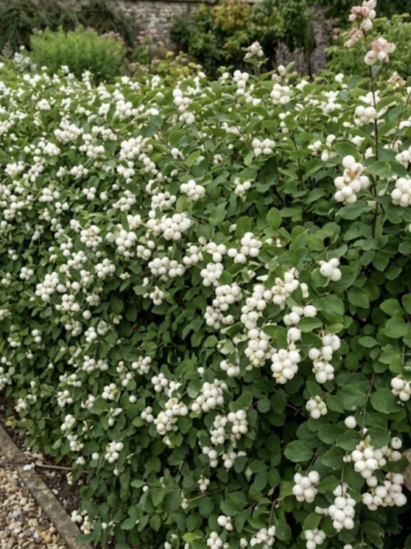 Symphoricarpos × doorenbosii 'White Hedge'