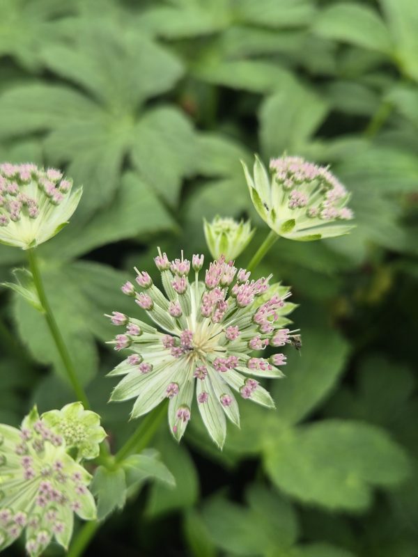 Astrantia major 'Gracilis' 2 Astrantia major 'Gracilis'