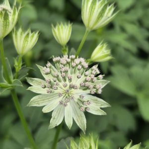 Astrantia major 'Gracilis'