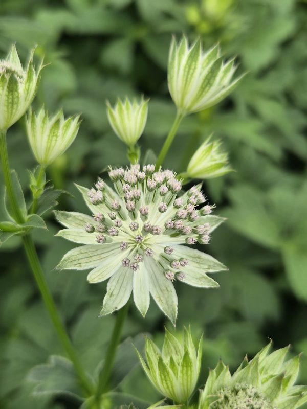 Astrantia major 'Gracilis' 3 Astrantia major 'Gracilis'