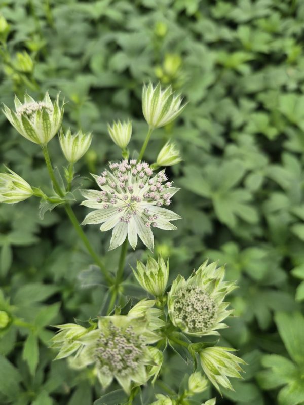 Astrantia major 'Gracilis' 4 Astrantia major 'Gracilis'