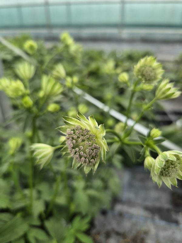 Astrantia major 'Gracilis' Astrantia major 'Gracilis'
