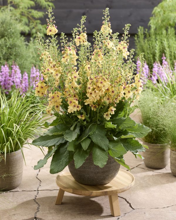 Verbascum Citrus Champagne Verbascum 'Citrus Champagne'