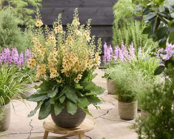 Verbascum Citrus Champagne Verbascum 'Citrus Champagne'