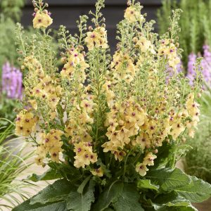 Verbascum 'Citrus Champagne'