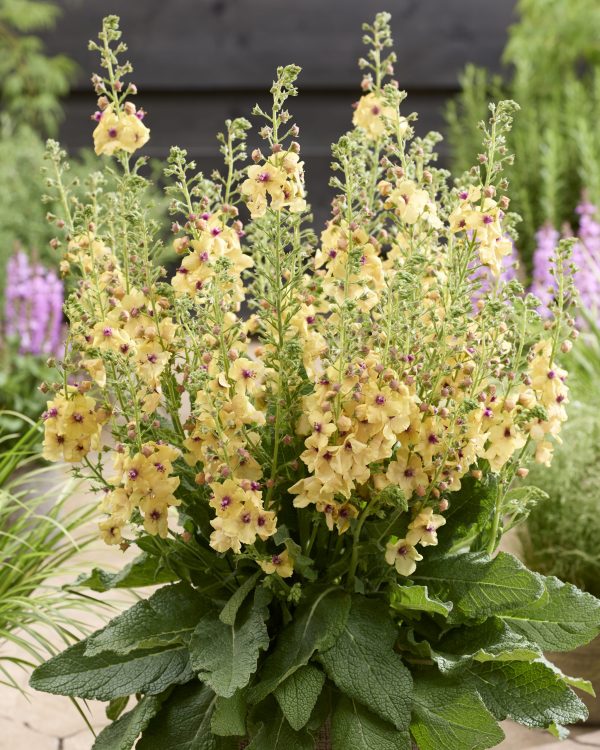 Verbascum Citrus Champagne Verbascum 'Citrus Champagne'