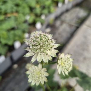 Astrantia major 'April Love'