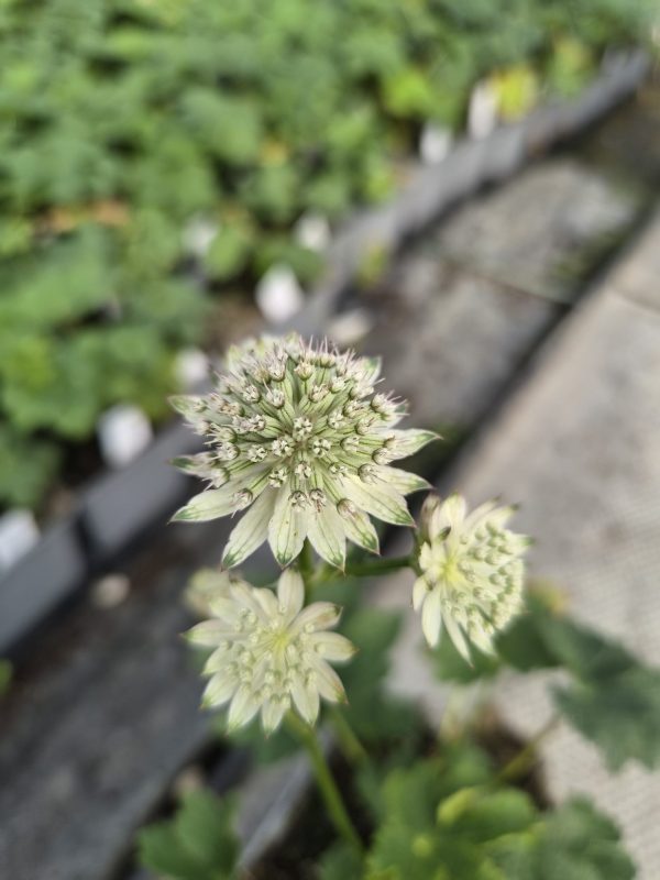 Astrantia major 'April Love' Astrantia major 'April Love'
