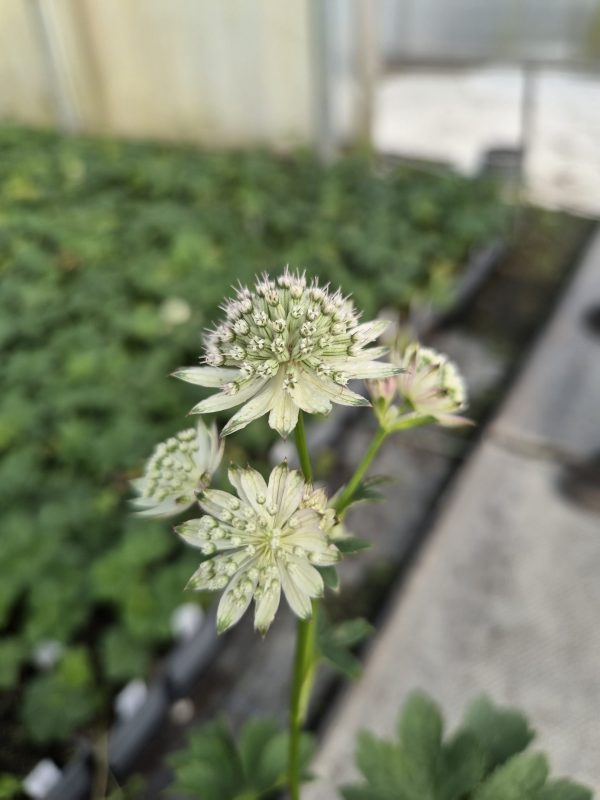 Astrantia major 'April Love'2 Astrantia major 'April Love'
