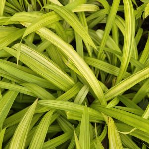 Carex siderosticta 'Shiro-nakafu'