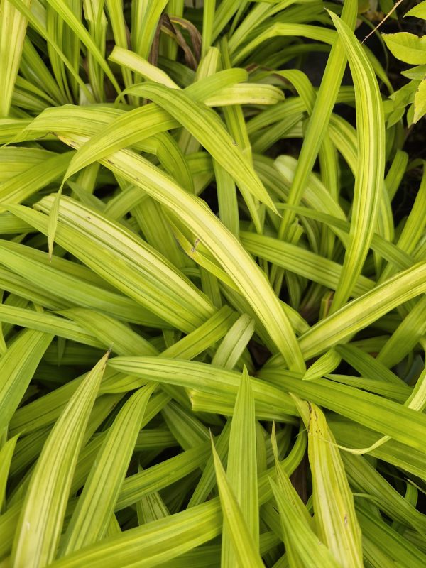 Carex siderosticta 'Shiro-nakafu' Carex siderosticta 'Shiro-nakafu'