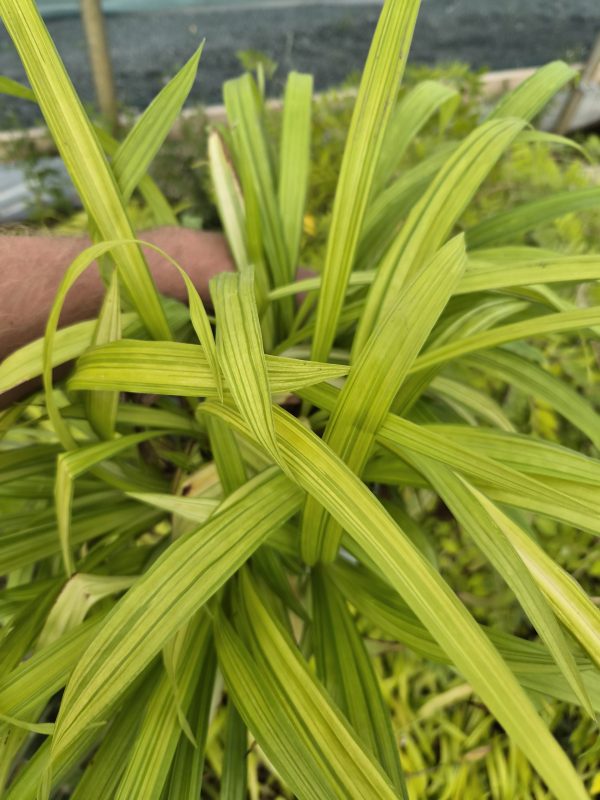Carex siderosticta 'Shiro-nakafu' 2