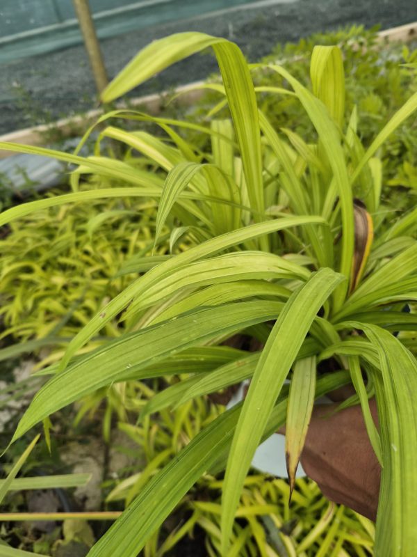 Carex siderosticta 'Shiro-nakafu' 3
