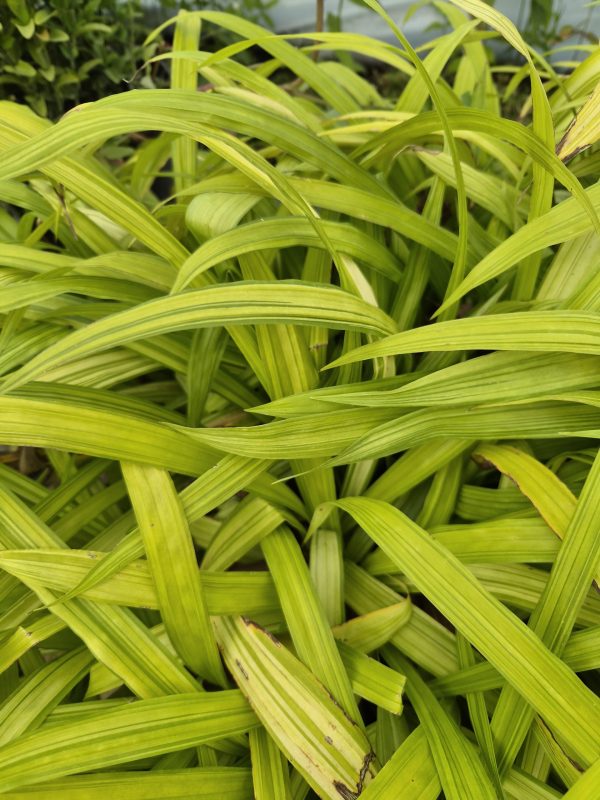 Carex siderosticta 'Shiro-nakafu' 4