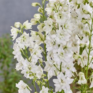 Delphinium 'Moon Rocket Pixie Rocket'