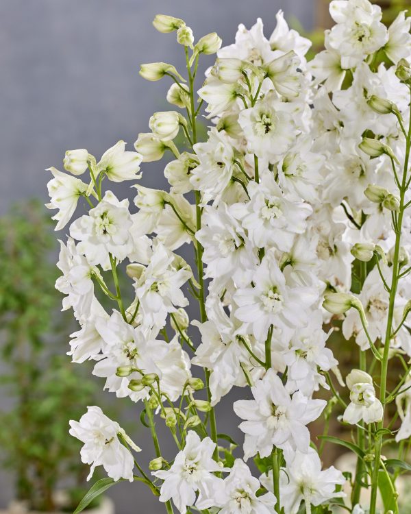 Delphinium 'Moon Rocket Pixie Rocket'