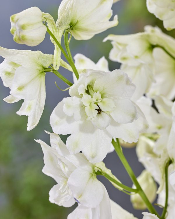 Delphinium 'Moon Rocket Pixie Rocket'