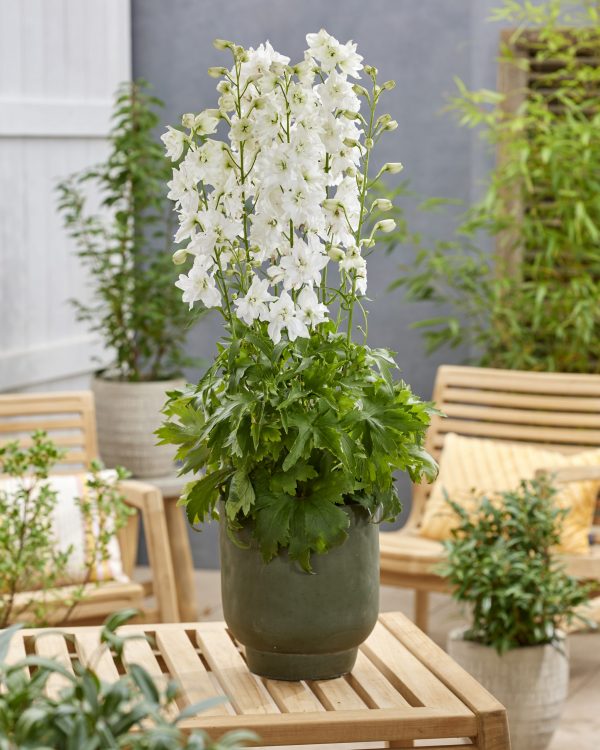 Delphinium 'Moon Rocket Pixie Rocket'