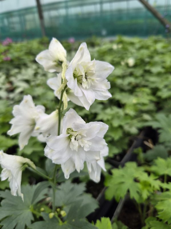 Delphinium 'Moon Rocket Pixie Rocket'