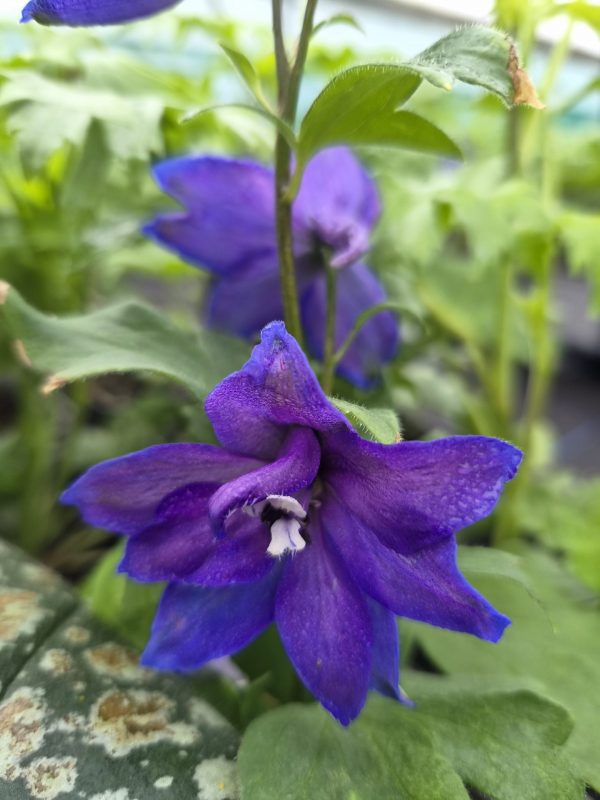 Delphinium 'Neptune Rocket Pixie Rocket'