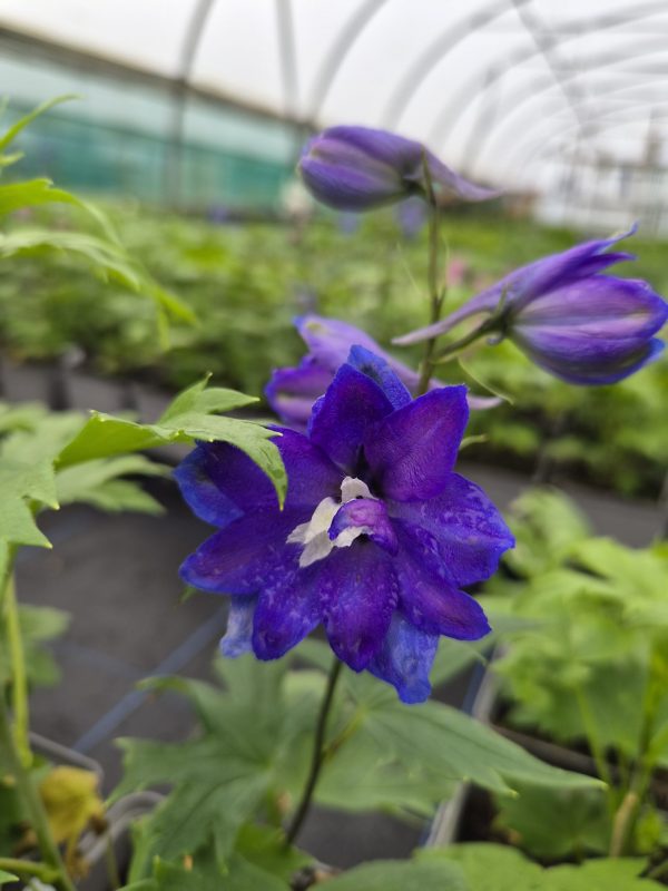 Delphinium 'Neptune Rocket Pixie Rocket'
