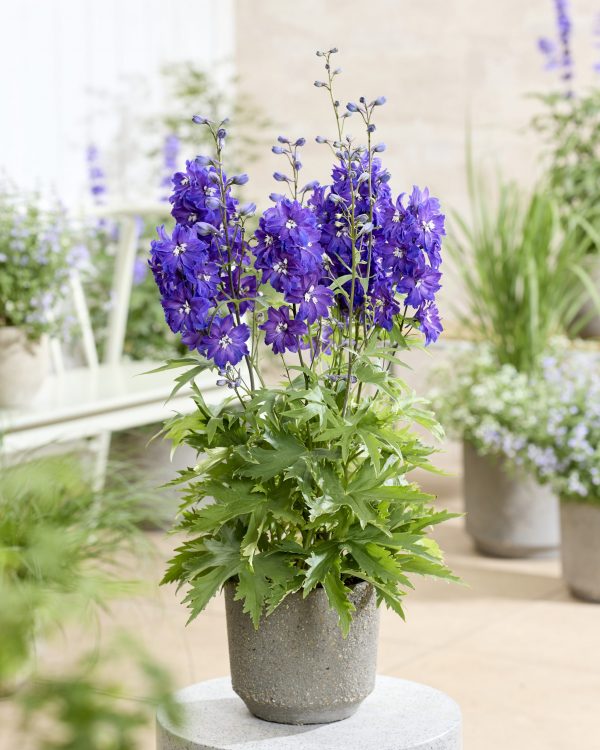 Delphinium 'Neptune Rocket Pixie Rocket'