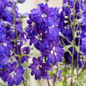 Delphinium 'Neptune Rocket Pixie Rocket'