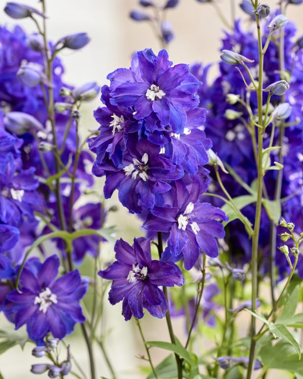 Delphinium 'Neptune Rocket Pixie Rocket'