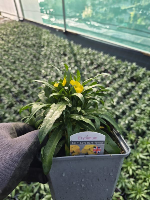Erysimum 'Leya Dark Yellow' Erysimum 'Leya Dark Yellow'