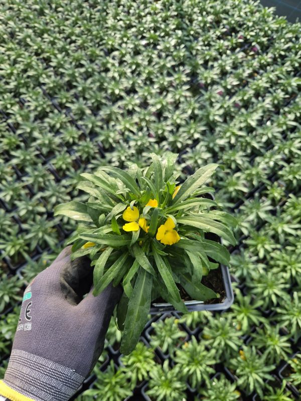 Erysimum 'Leya Dark Yellow'2 Erysimum 'Leya Dark Yellow'