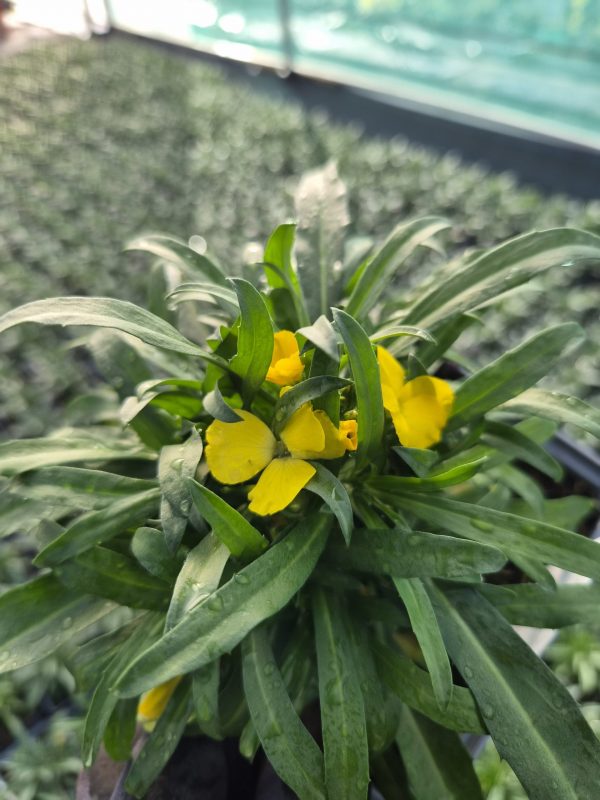 Erysimum 'Leya Dark Yellow'3 Erysimum 'Leya Dark Yellow'