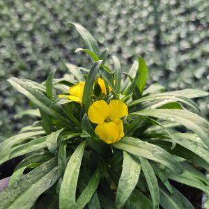 Erysimum 'Leya Dark Yellow'