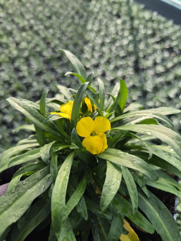 Erysimum 'Leya Dark Yellow'4 Erysimum 'Leya Dark Yellow'