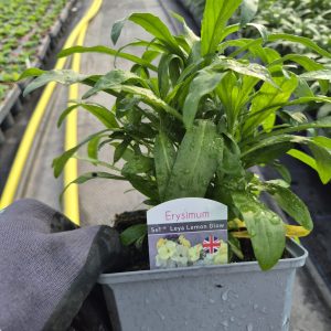 Erysimum 'Leya Orange Glow'